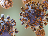 Hantavirus: Onemocnění může začínat nenápadně